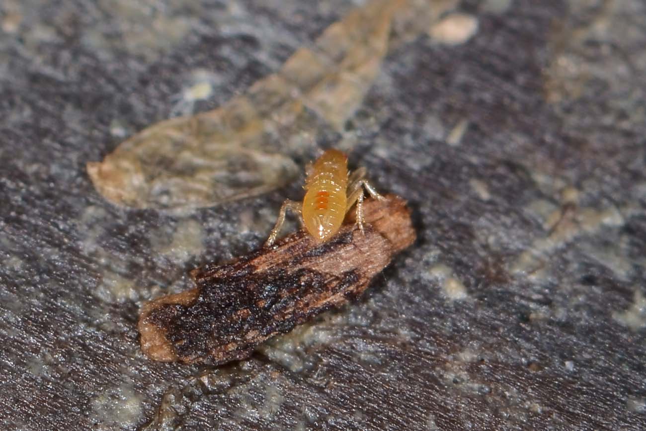 Dipsocoridae: Cryptostemma (Cryptostemma) sp.